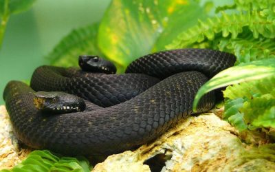 Unde se ascund șerpii în curte: ghid practic pentru a preveni vizitele neașteptate Temperaturile tot mai ridicate atrag șerpii în căutare de locuri răcoroase, dar și adăposturi sigure