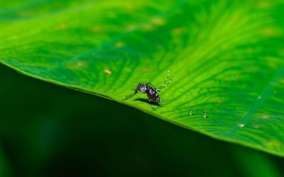 Boala tropicală chikungunya se apropie de România: risc crescut din cauza încălzirii globale O boală tropicală extrem de dureroasă, cunoscută sub numele de chikungunya, se poate răspândi în prezent în cea mai mare parte a Europei, inclusiv în România, conform unui studiu recent