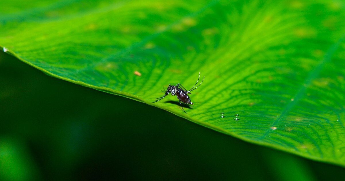Boala tropicală chikungunya se apropie de România: risc crescut din cauza încălzirii globale O boală tropicală extrem de dureroasă, cunoscută sub numele de chikungunya, se poate răspândi în prezent în cea mai mare parte a Europei, inclusiv în România, conform unui studiu recent