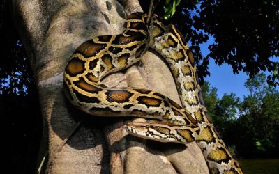 Molecula din sângele pitonilor, speranța în lupta cu obezitatea? Oamenii de știință au descoperit o moleculă în sângele pitonilor care reduce apetitul și favorizează scăderea în greutate, deschizând noi perspective în tratarea obezității