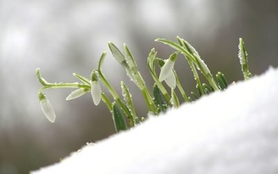 Martie, între ger năprasnic și vreme de tricou: extremele meteo ale începutului de primăvară Luna martie a început în 2026 cu o vreme capricioasă, cu temperaturi ce au variat dramatic de la o regiune la alta