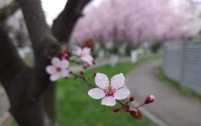 Vreme de aprilie la început de martie: ANM anunță temperaturi ridicate și soare generos Primele zile ale lunii martie vor aduceRomâniei o vreme blândă, cu temperaturi mai ridicate decât mediile climatologice specifice acestei perioade