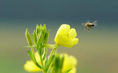 Echinocțiul de primăvară vine pe 20 martie 2026: Ziua și noaptea, aproape egale Primăvara astronomică începe oficial pe 20 martie 2026, marcând momentul în care ziua și noaptea devin aproape egale pe tot globul