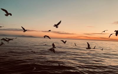 Noi tehnologii promit o soluție mai curată pentru scurgerile de petrol în oceane Oamenii de știință au dezvoltat o metodă inovatoare pentru a combate scurgerile de petrol, utilizând „vârtejuri de foc” de mari dimensiuni