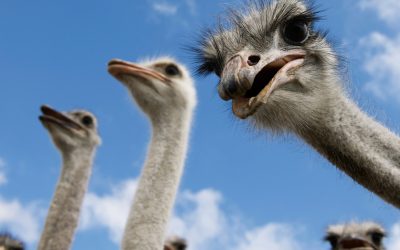 Gheorghenean, păgubit cu 4.300 de lei după ce a comandat struți online Un bărbat din Gheorgheni a fost victima unei înșelăciuni online, după ce a plătit un avans pentru achiziția a șapte struți