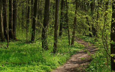 Păduri de peste 2.500 de hectare din Covasna revin statului după ani de litigii O importantă victorie a statului român în domeniul silvic s-a concretizat recent, prin decizia definitivă a instanței care a consfințit retrocedarea a peste 2.500 de hectare de pădure din județul Covasna