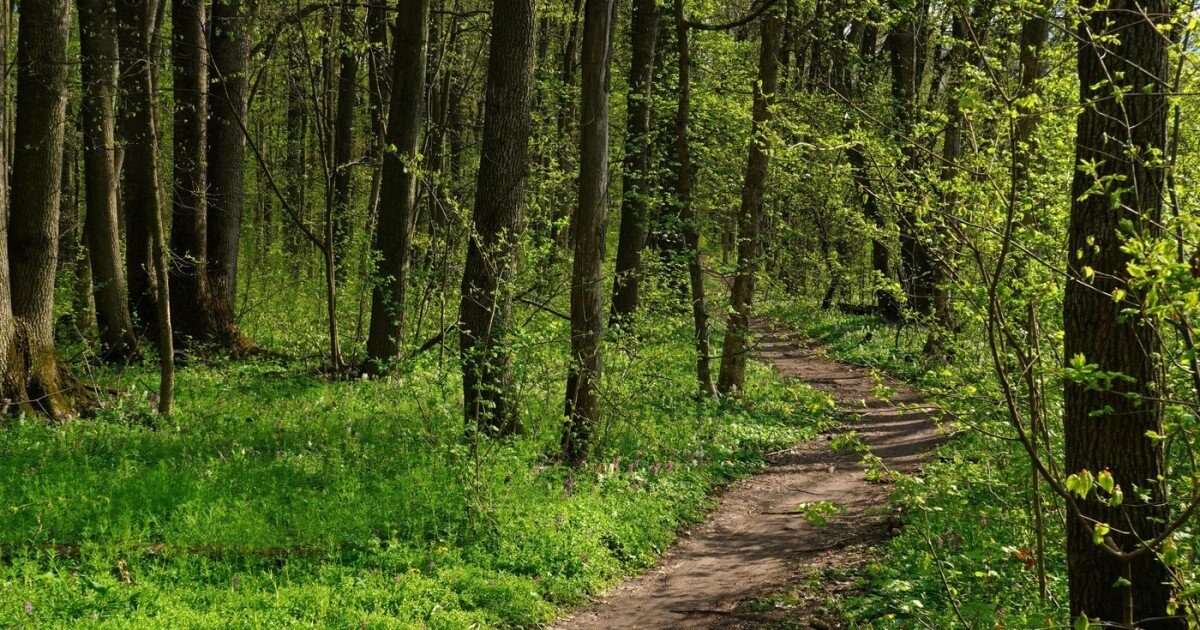 Păduri de peste 2.500 de hectare din Covasna revin statului după ani de litigii O importantă victorie a statului român în domeniul silvic s-a concretizat recent, prin decizia definitivă a instanței care a consfințit retrocedarea a peste 2.500 de hectare de pădure din județul Covasna