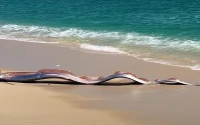 Pești-panglică uriași, „semnale rele” pe o plajă din Mexic Două exemplare impresionante de pești-panglică au fost descoperite pe o plajă din Cabo San Lucas, Mexic, generând un amestec de uimire și îngrijorare