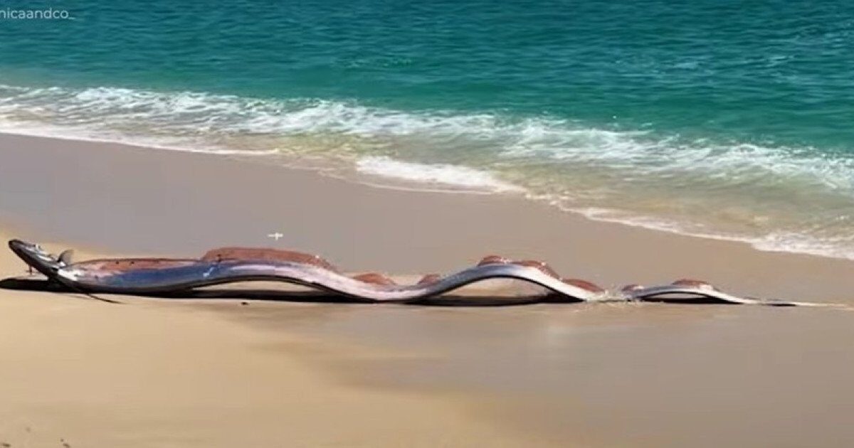Pești-panglică uriași, „semnale rele” pe o plajă din Mexic Două exemplare impresionante de pești-panglică au fost descoperite pe o plajă din Cabo San Lucas, Mexic, generând un amestec de uimire și îngrijorare