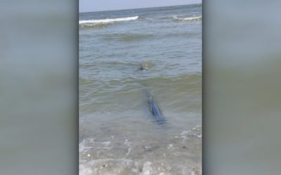 Țevi ilegale deversau ape netratate în Marea Neagră, descoperire făcută de ministrul mediului pe o plajă din Năvodari Ministra Mediului, Diana Buzoianu, a anunțat luni, într-o intervenție televizată, descoperirea unor țevi ilegale pe plaja din Năvodari, prin care erau deversate ape netratate direct în Marea Neagră