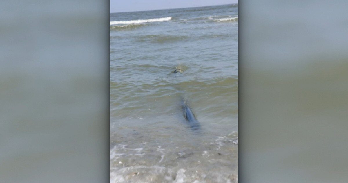 Țevi ilegale deversau ape netratate în Marea Neagră, descoperire făcută de ministrul mediului pe o plajă din Năvodari Ministra Mediului, Diana Buzoianu, a anunțat luni, într-o intervenție televizată, descoperirea unor țevi ilegale pe plaja din Năvodari, prin care erau deversate ape netratate direct în Marea Neagră