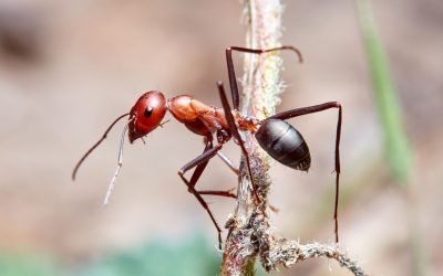 Poluarea aerului perturbă comunicarea furnicilor: un nou studiu arată efectele Un studiu recent, realizat de cercetători de la Institutul Max Planck din Germania, arată că poluarea aerului afectează simțul mirosului furnicilor, perturbând grav modul în care acestea comunică și se organizează în colonii