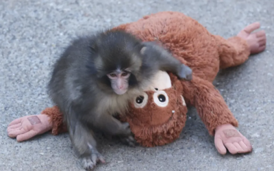 Puiul de maimuță Punch, o poveste emoționantă pe internet