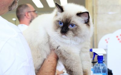 Salonul Felin Internațional SofistiCAT revine la București în martie Sala Palatului din București va găzdui în weekendul 21-22 martie ediția de primăvară a Salonului Felin Internațional SofistiCAT
