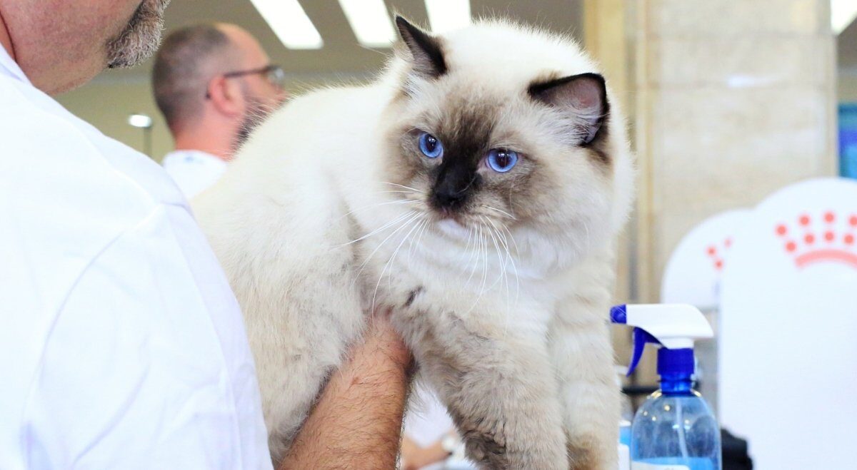 Salonul Felin Internațional SofistiCAT revine la București în martie Sala Palatului din București va găzdui în weekendul 21-22 martie ediția de primăvară a Salonului Felin Internațional SofistiCAT