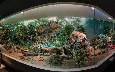 Atelier pentru tineri cu cerințe speciale la muzeul antipa