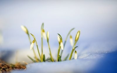 Inversiune termică și vreme neobișnuită: Cum va debuta primăvara lui 2026 Martie 2026 se anunță a fi o lună cu un climat oarecum imprevizibil, potrivit prognozelor meteo