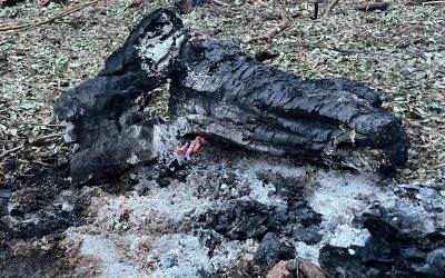 Avioanele militare au avut permisiunea să atace țintele aeriene detectate în apropierea graniței cu Ucraina, conform declarațiilor ministrului Apărării, Radu Miruță