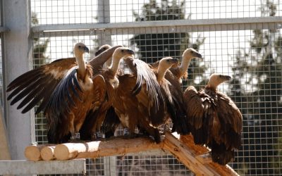 Vulturi suri revin în România după peste 70 de ani: Primele exemplare au ajuns în Făgăraș Un important pas pentru refacerea faunei din România a fost făcut recent, odată cu sosirea primelor 25 de exemplare de vultur sur