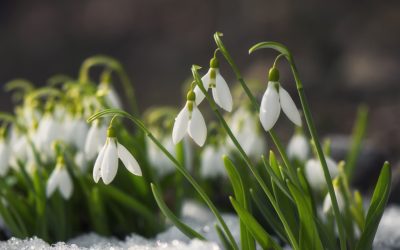 Vremea bună continuă, dar meteorologii avertizează: iarna nu a plecat definitiv Bucurie pentru mulți români, dar avertisment de la meteorologi