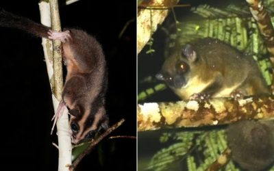 Specii de marsupiale considerate dispărute, redescoperite în Papua de Vest O descoperire științifică remarcabilă a avut loc într-o pădure tropicală izolată din Papua de Vest, unde două specii de marsupiale date dispărute de aproximativ 6.000 de ani au fost redescoperite de cercetători
