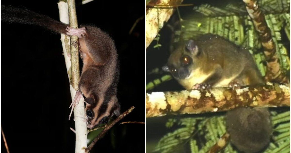 Specii de marsupiale considerate dispărute, redescoperite în Papua de Vest O descoperire științifică remarcabilă a avut loc într-o pădure tropicală izolată din Papua de Vest, unde două specii de marsupiale date dispărute de aproximativ 6.000 de ani au fost redescoperite de cercetători