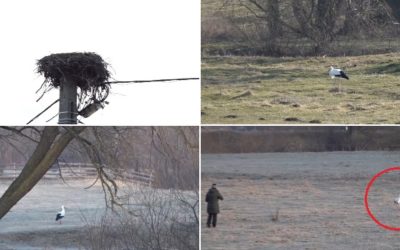 Gobi, barza din Covasna, adoptată de localnici: „Parcă am un copil”