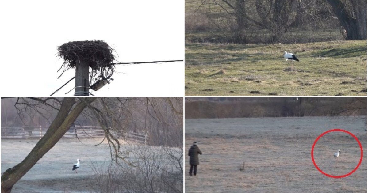 Gobi, barza din Covasna, adoptată de localnici: „Parcă am un copil”