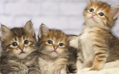 Pisici: Cercetări sugerează indicii cruciale pentru tratarea cancerului uman.