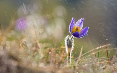 Vremea se schimbă: România se pregătește de o răcire bruscă după temperaturi de primăvară După ce România s-a bucurat de temperaturi neobișnuit de ridicate pentru această perioadă a anului, meteorologii anunță o schimbare bruscă a vremii