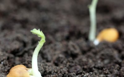 Astronauții, hrăniți pe lună: Americanii cultivă năut în „sol selenar”