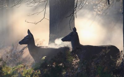 Cercetătorii au descoperit că marcajele lăsate de căprioare pe copaci și sol strălucesc în lumină ultravioletă, oferind o nouă perspectivă asupra comunicării acestor animale