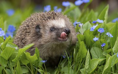 Aricii, mai „vorbăreți” decât ne imaginam: Cercetătorii au descoperit frecvența auzului acestor animale Oamenii de știință au făcut o descoperire surprinzătoare despre arici