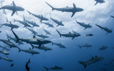 Rechini din Bahamas, testați pozitiv la cocaină și alte substanțe Un studiu recent a scos la iveală prezența cocainei, cafeinei și a analgezicelor în organismele rechinilor din Bahamas, o zonă considerată până acum relativ neatinsă de poluare