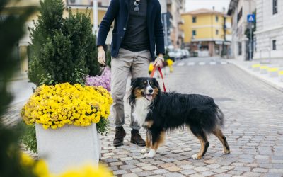 Amenzi usturătoare pentru proprietarii de câini care încalcă regulile Nerespectarea regulilor privind plimbarea câinilor în spațiile publice poate aduce amenzi considerabile pentru proprietari, sumele putând ajunge la mii de lei