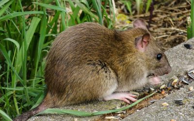 Scapă de șobolani cu un ingredient banal din bucătărie: usturoiul Primăvara este un moment propice pentru a lua măsuri împotriva rozătoarelor care pot invada locuințele și grădinile