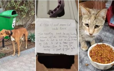 Ce soartă au animalele abandonate în Emiratele Arabe Unite