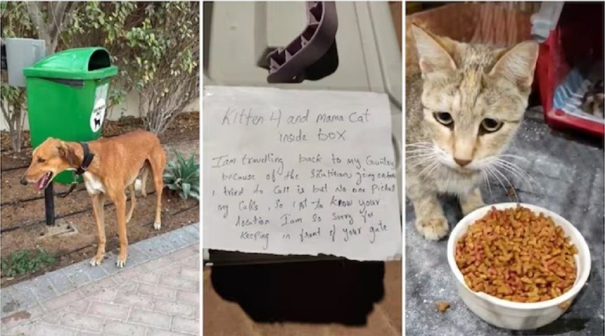 Ce soartă au animalele abandonate în Emiratele Arabe Unite