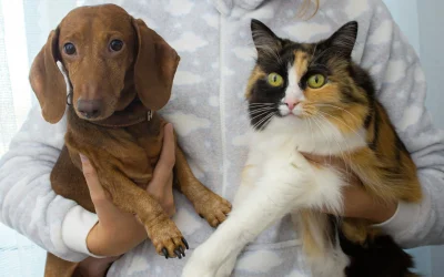 Bărbat din Ilfov, arestat preventiv după ce și-a ucis câinele și a bătut un cal; riscă interdicția de a mai deține animale Un bărbat din localitatea Afumați, județul Ilfov, a fost arestat preventiv pentru 30 de zile după ce este acuzat că și-a ucis câinele și a bătut un cal