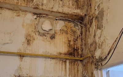 ANPC: Controalele din martie au scos la iveală nereguli majore în bucătăriile din România Bucătării insalubre, produse alimentare depășite și amenzi usturătoare