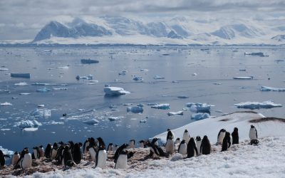 Oceanul Sudic, un actor-cheie în reglarea climei: Cercetătorii cartografiază o lume ascunsă Oceanul Sudic, un vast ecosistem în jurul Antarcticii, joacă un rol crucial în echilibrul climatic global, în mare parte datorită activității unor microorganisme minuscule cunoscute sub numele de plancton