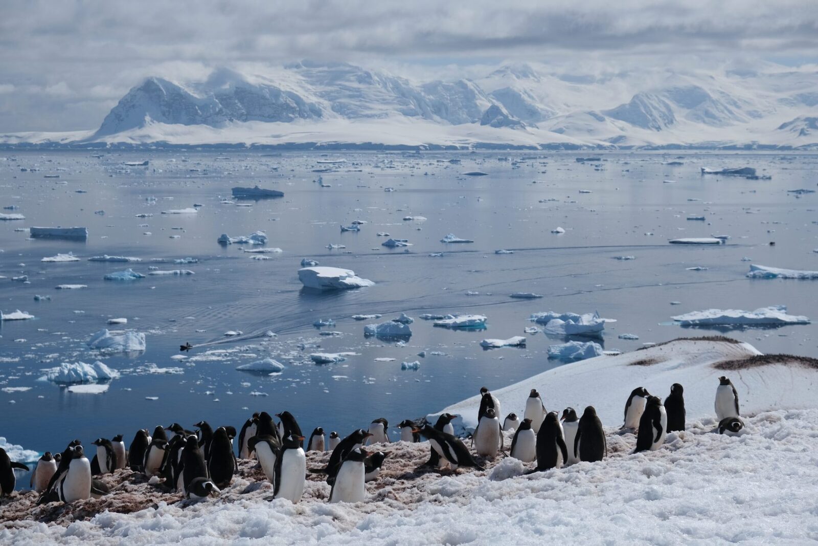 Oceanul Sudic, un actor-cheie în reglarea climei: Cercetătorii cartografiază o lume ascunsă Oceanul Sudic, un vast ecosistem în jurul Antarcticii, joacă un rol crucial în echilibrul climatic global, în mare parte datorită activității unor microorganisme minuscule cunoscute sub numele de plancton