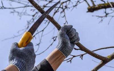 Greșeli frecvente în grădinărit: cînd și cum să tundem arbuștii Unul dintre cele mai frecvente mituri în grădinărit este acela că toți arbuștii trebuie tăiați la începutul primăverii