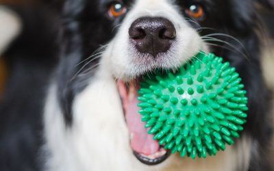 Câine domesticit vechi de 16.000 de ani, descoperit recent