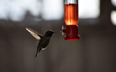 Colibrii și albinele, „bețivi” naturali? Un studiu recent dezvăluie prezența alcoolului în nectarul florilor Un studiu publicat în jurnalul Royal Society Open Science arată că nectarul florilor conține alcool etilic, produs în mod natural prin fermentarea zaharurilor