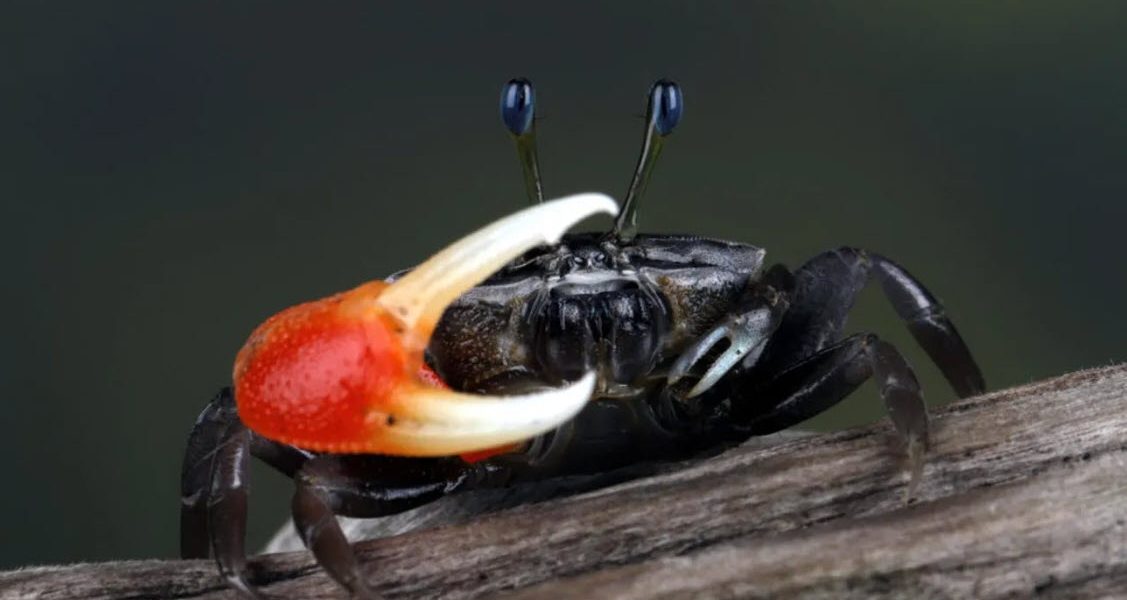 Crabi: Microplasticele ingerate devin nanoparticule