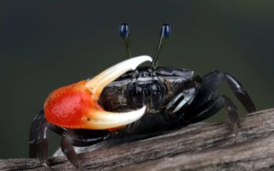 Crabi: Microplasticele ingerate devin nanoparticule