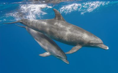 Substanțe toxice din ecranele electronice, detectate în creierul delfinilor Un studiu recent, realizat de cercetători din Hong Kong, a scos la iveală prezența unor substanțe chimice toxice, folosite în fabricarea ecranelor de televizoare, laptopuri și smartphone-uri, în creierul și țesuturile unor delfini din Marea Chinei de Sud, aflați pe cale de dispariție