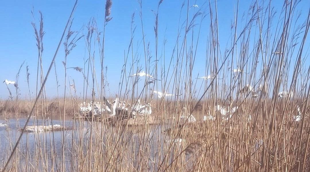 Nouă generație de pelicani dalmațieni, pe cale să eclozeze în Delta Dunării O nouă generație de pelicani dalmațieni, o specie considerată pe cale de dispariție la nivel global, a început să eclozeze în zonele strict protejate din complexul Razim-Sinoe, situat în inima Deltei Dunării