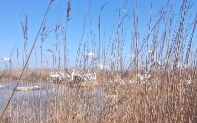 Nouă generație de pelicani dalmațieni, pe cale să eclozeze în Delta Dunării O nouă generație de pelicani dalmațieni, o specie considerată pe cale de dispariție la nivel global, a început să eclozeze în zonele strict protejate din complexul Razim-Sinoe, situat în inima Deltei Dunării